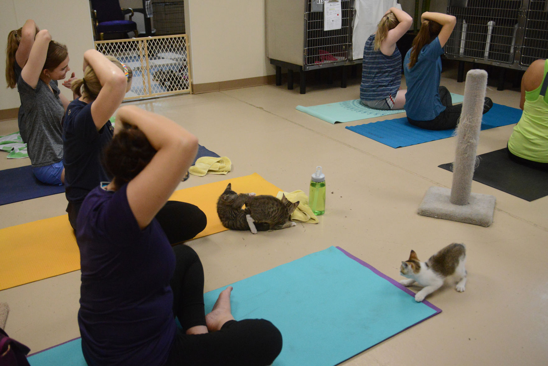 Cat Yoga at Aggieland Humane Society